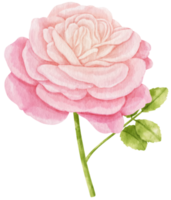 rosa rosa flores acuarela ilustración png