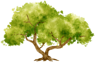 Tree watercolor illustration for Decorative Element png