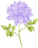 illustrazione dell'acquerello di fiori di dalia viola