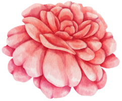 illustration aquarelle de fleurs roses rouges png