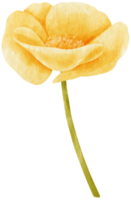 illustrazione dell'acquerello di fiori di papavero giallo png