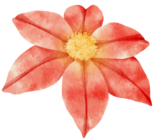 Red clematis flowers watercolor illustration png