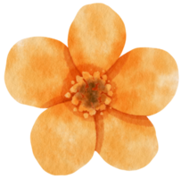 aquarela de flor de laranjeira pintada para elemento decorativo png