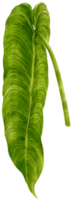 anthurium leaf tropisk akvarell illustration png