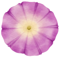 fiore viola dipinto ad acquerello per elemento decorativo png