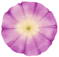 acuarela de flor morada pintada para elemento decorativo png