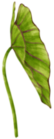 illustrazione dell'acquerello della foglia tropicale della colocasia png