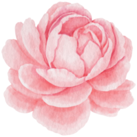 Pink peony flower watercolor style for Decorative Element png
