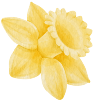 Yellow Daffodil flower watercolor style for Decorative Element png