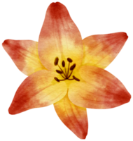 Red lily flower watercolor painted for Decorative Element png
