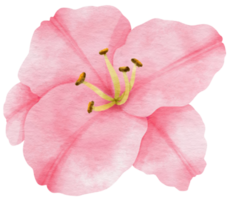 aquarela de flor rosa pintada para elemento decorativo png