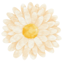 witte bloem aquarel geschilderd voor decoratief element png