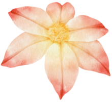 clematis blommor akvarell illustration png