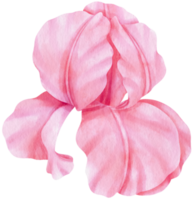 roze iris bloemen aquarel illustratie png