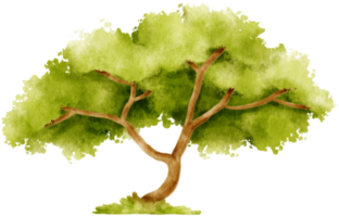 Tree watercolor illustration for Decorative Element png