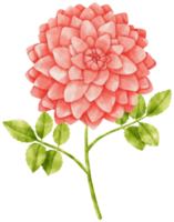 illustration aquarelle de fleurs de dahlia rouge png