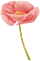illustration aquarelle de fleurs de pavot rouge png