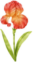 illustration aquarelle de fleurs d'iris rouge png