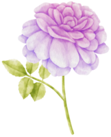 Purple rose flowers watercolor illustration png