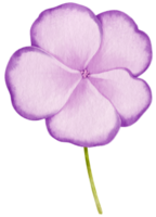 Purple flowers watercolor illustration png