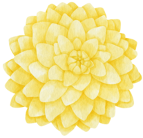 gula dahlia blommor akvarell illustration png