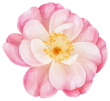 ilustração em aquarela de flores rosas cor de rosa png