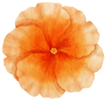 orange blumenaquarell gemalt für dekoratives element png
