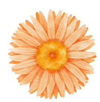 aquarelle de fleur d'oranger peinte pour élément décoratif png
