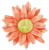 fiore rosso acquerello dipinto per elemento decorativo png