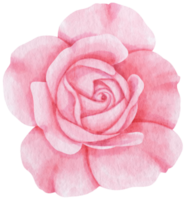 estilo aquarela de flor rosa rosa para elemento decorativo png