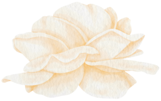 White rose flower watercolor style for Decorative Element png