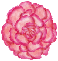 aquarela de flor rosa pintada para elemento decorativo png