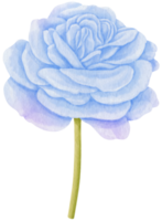 rosa azul flores acuarela ilustración png