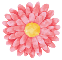 Pink flower watercolor painted for Decorative Element png