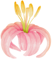 Pink lily flowers watercolor illustration png