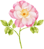 illustration aquarelle de fleurs roses roses png