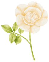 rosa blanca flores acuarela ilustración png