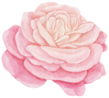 rosa rose blumen aquarellillustration png