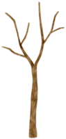 árbol muerto sin hojas árbol seco ilustración acuarela para elemento decorativo png