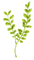 Zweig der grünen Blattaquarellart für dekoratives Element png