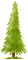 illustrazione dell'acquerello dell'albero di pino per elemento decorativo png