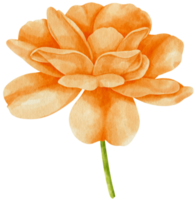 Orange rose flowers watercolor illustration png