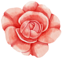 Red rose flowers watercolor illustration png