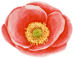 Red poppy flower watercolor style for Decorative Element png