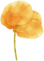 hermosa ilustración de acuarela de flores de amapola png