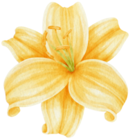 Yellow lily flowers watercolor illustration png