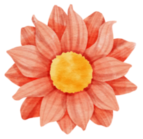 aquarelle fleur rouge peinte pour élément décoratif png