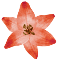 Red lily flower watercolor painted for Decorative Element png