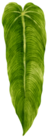 illustrazione tropicale dell'acquerello della foglia di anthurium png