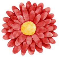 aquarela de flor vermelha pintada para elemento decorativo png